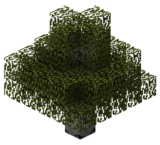 Береза (TerraFirmaCraft).png